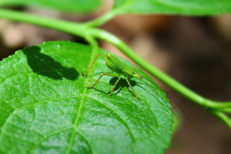 Phaneroptera