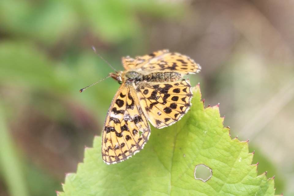 Boloria dia - kis gyöngyházlepke