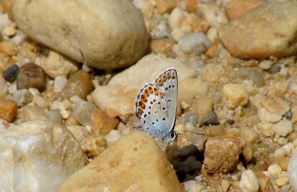 Plebejus argus - ezüstös boglárka