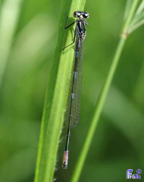 Coenagrion pulchellum - karcsú légivadász