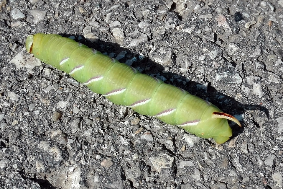 Sphinx ligustri - fagyalszender