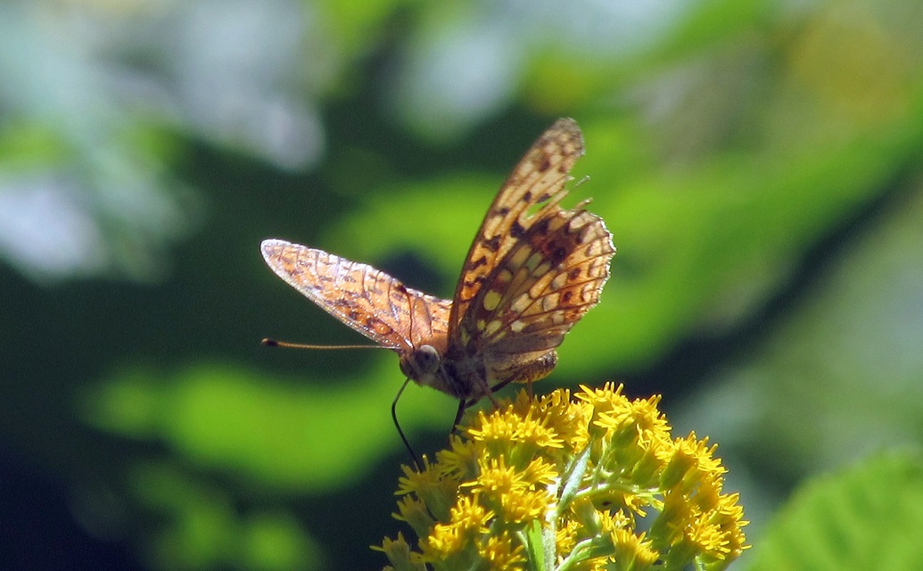 Argynnis adippe - ezüstös gyöngyházlepke