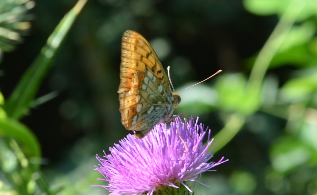 Argynnis adippe - ezüstös gyöngyházlepke