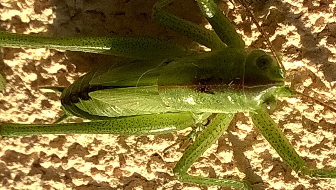 Tettigonia viridissima - zöld lombszöcske