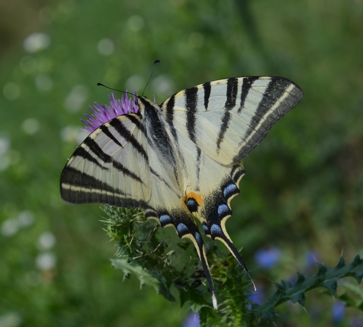 Iphiclides podalirius - kardoslepke