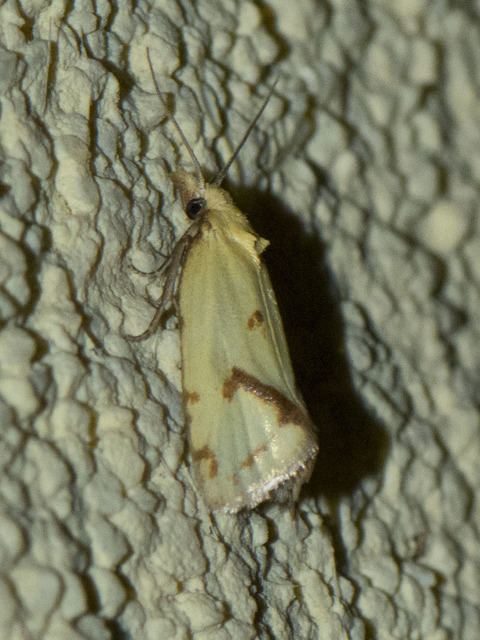 Agapeta hamana - közönséges sárgamoly