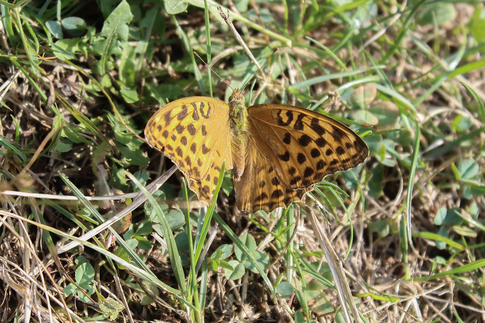 Argynnis paphia - nagy gyöngyházlepke