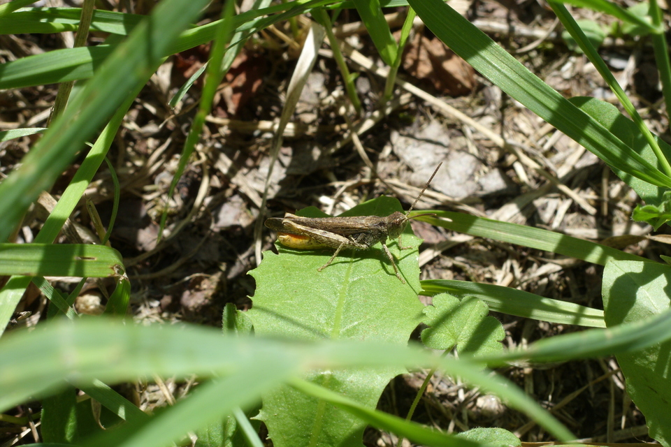Chorthippus brunneus - közönséges tarlósáska