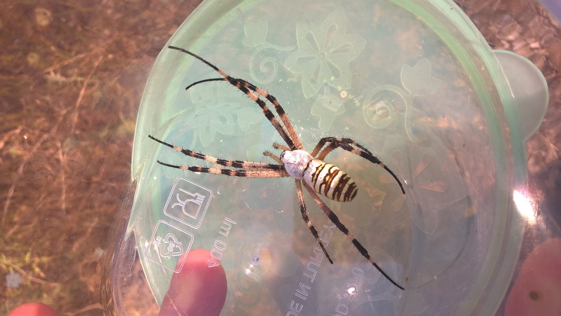 Argiope bruennichi - darázspók