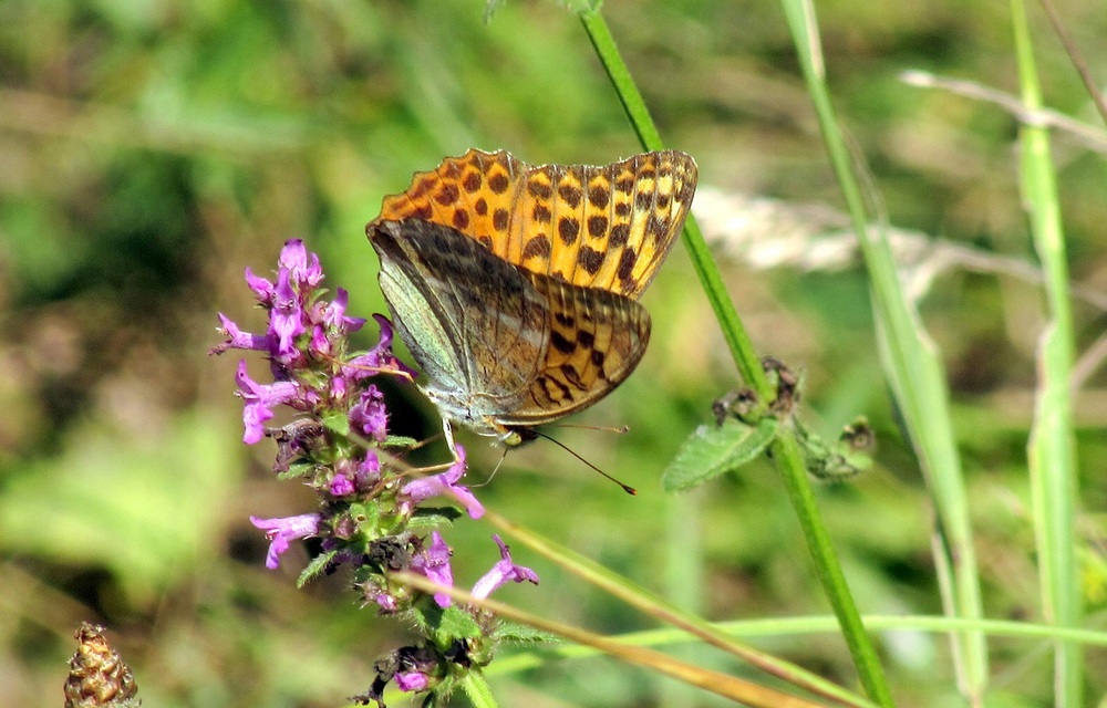 Argynnis paphia - nagy gyöngyházlepke