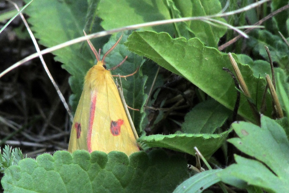 Diacrisia sannio - vörösszélű medvelepke