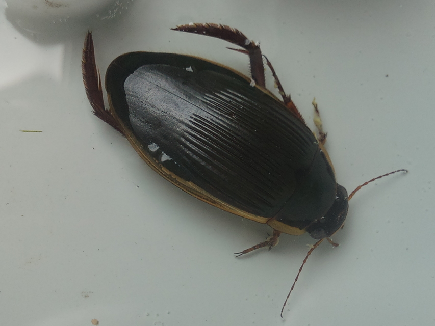 Dytiscus dimidiatus - tompacsípős csíkbogár
