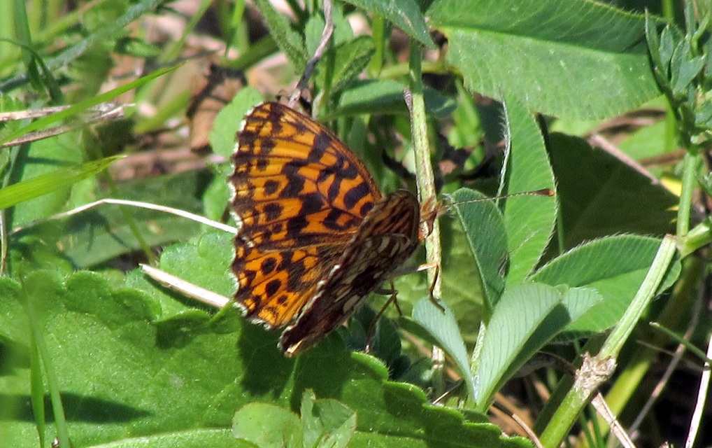 Boloria dia - kis gyöngyházlepke