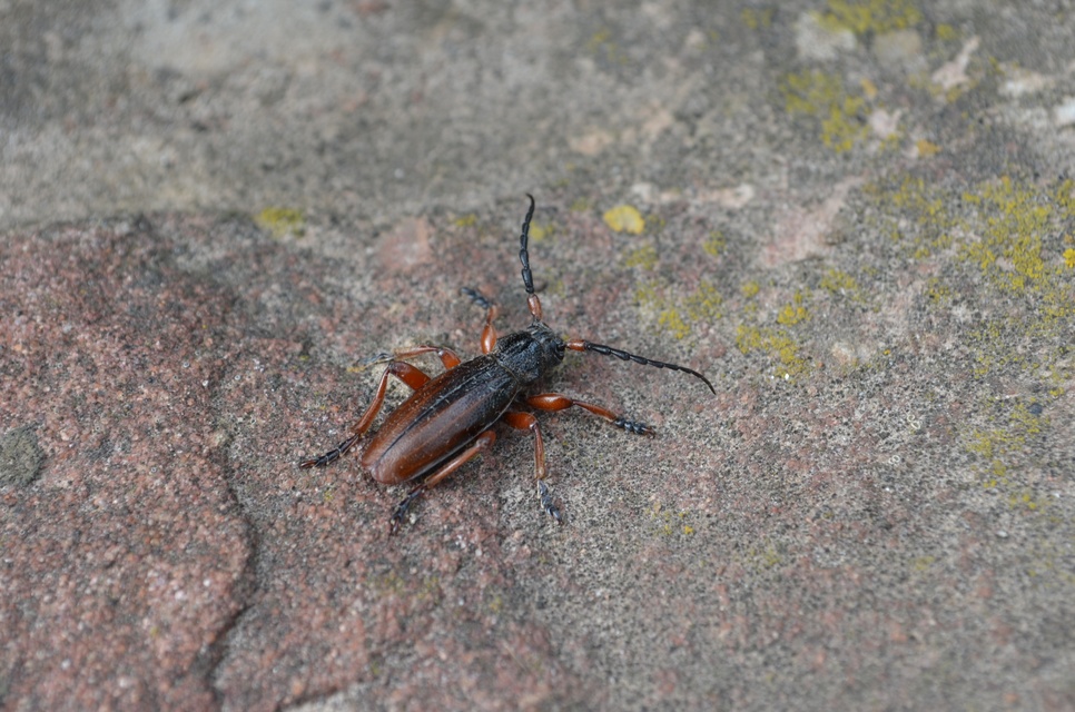 Dorcadion fulvum - barna gyalogcincér