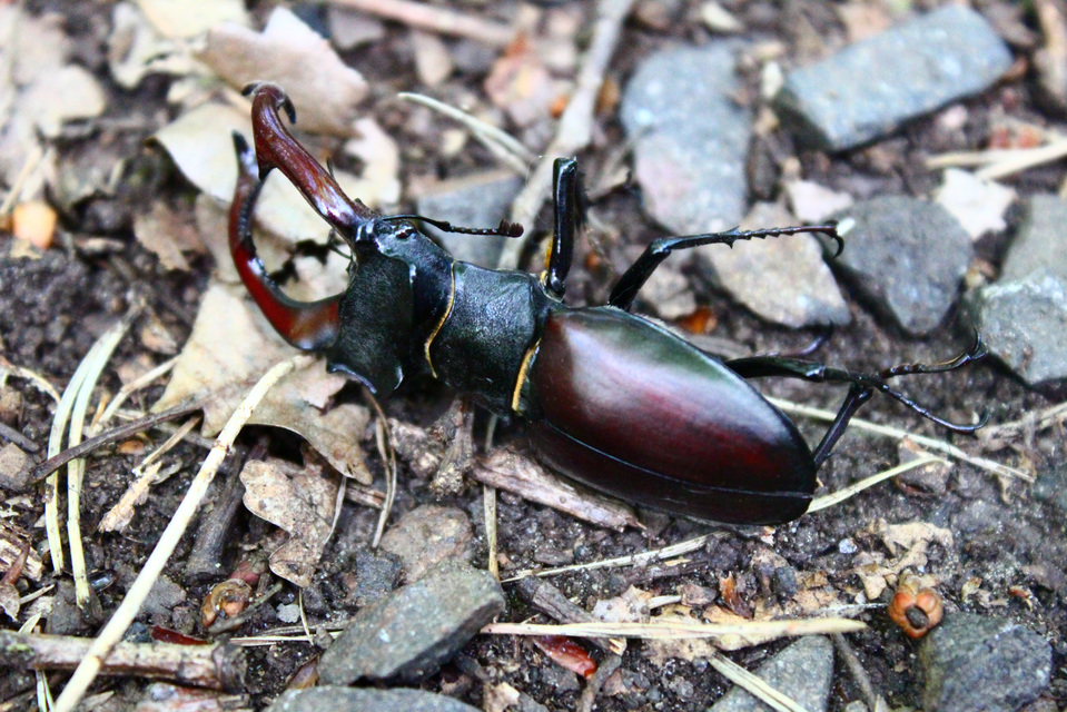 Lucanus cervus - nagy szarvasbogár