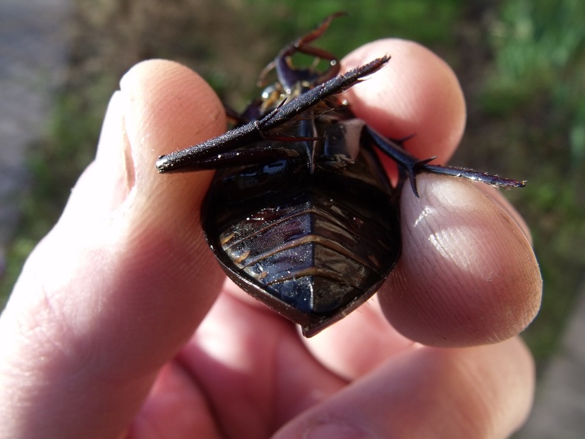 Hydrophilus piceus - közönséges óriáscsibor