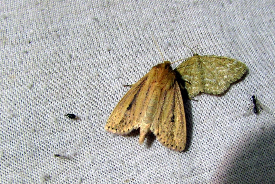 Globia sparganii - nagy nádibagoly