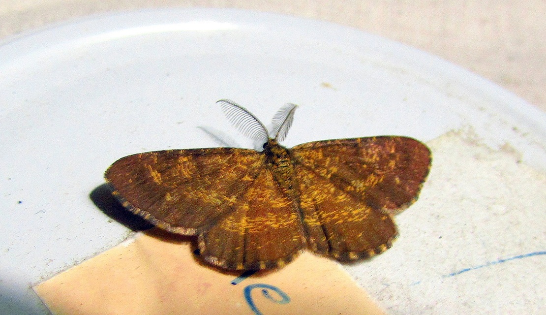 Ematurga atomaria - barna rétiaraszoló