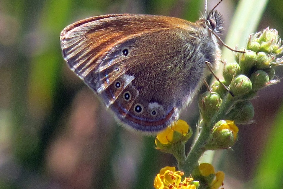 Coenonympha glycerion - közönséges szénalepke