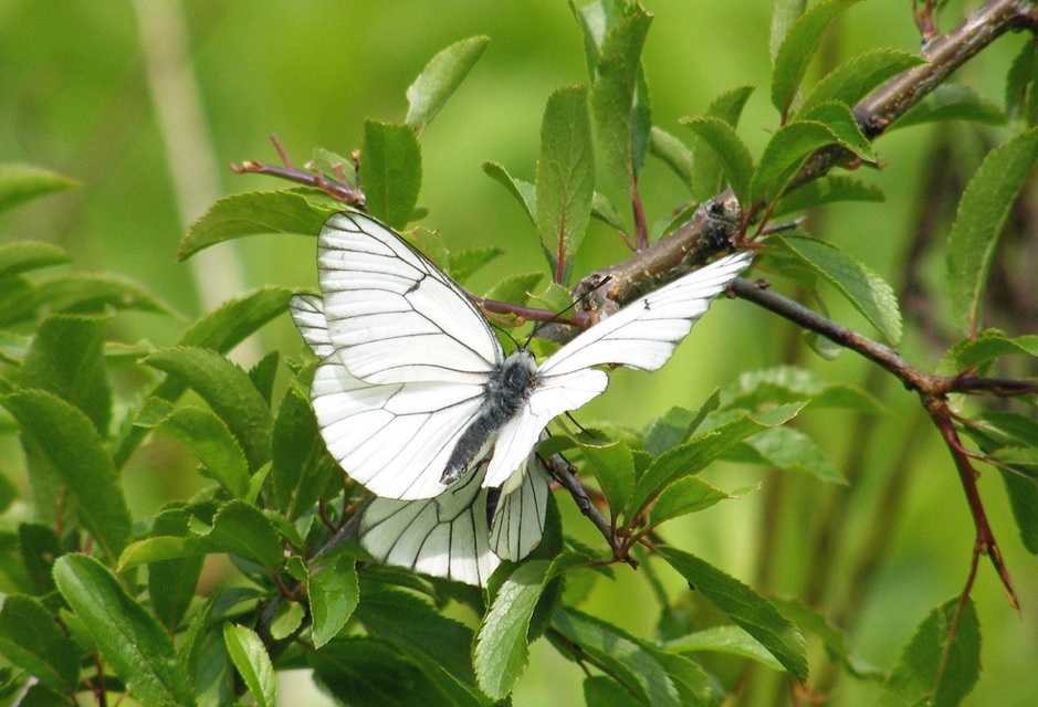 Aporia crataegi - galagonyalepke