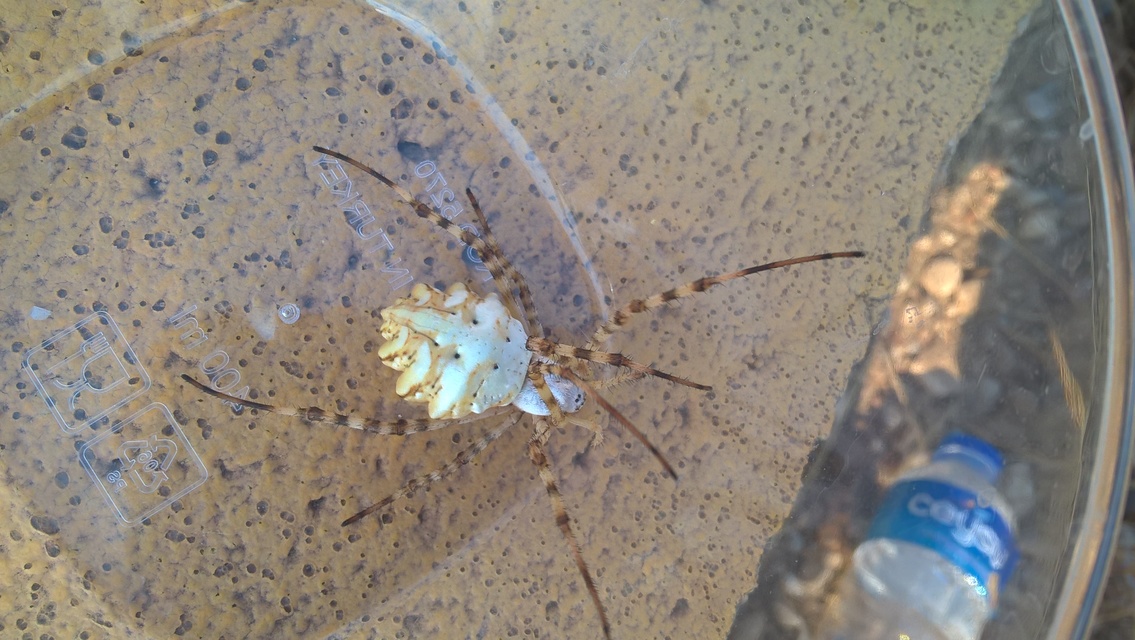 Argiope lobata - karéjos keresztespók