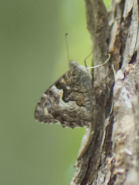 Hipparchia semele - barna szemeslepke