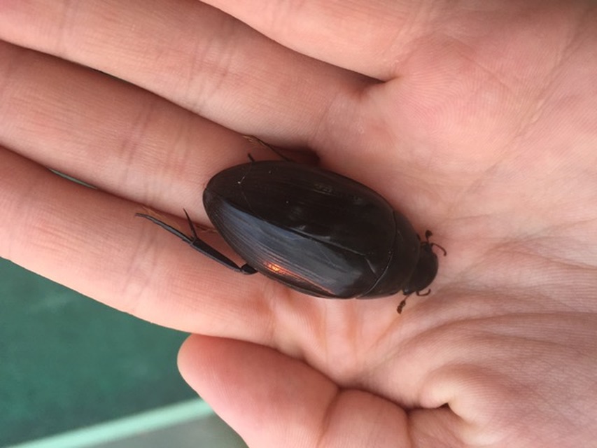 Hydrophilus aterrimus - fekete óriáscsibor