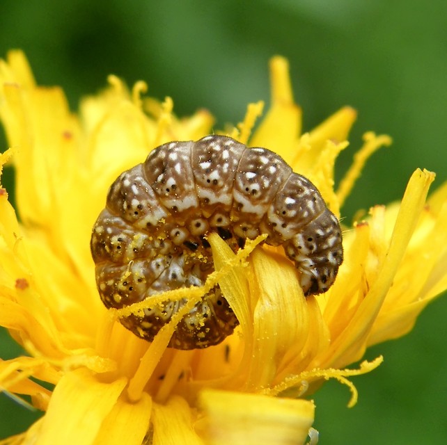 Schinia cardui - keserűgyökér-nappalibagoly