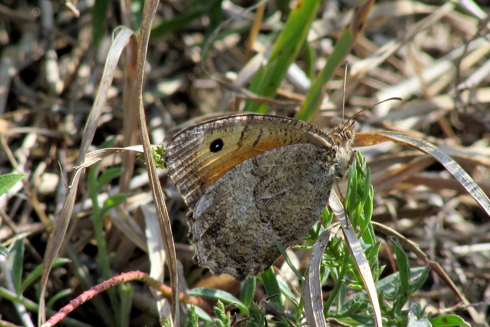 Arethusana arethusa - közönséges szemeslepke