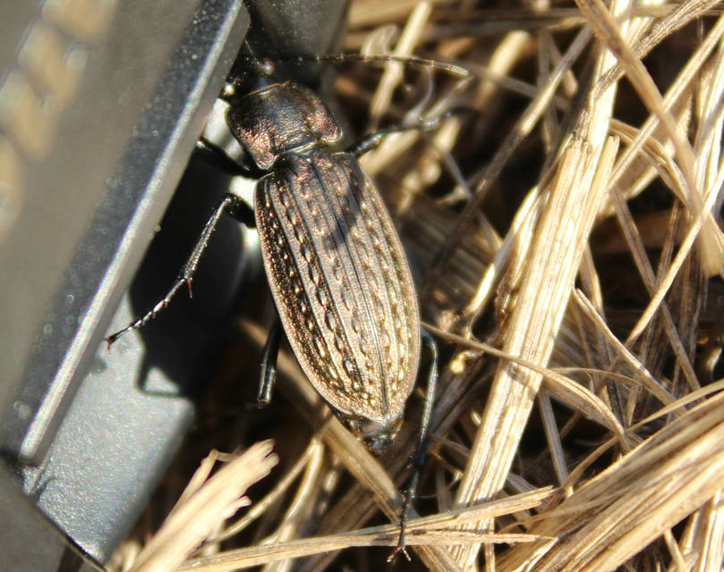 Carabus granulatus - mezei futrinka Carabus granulatus - mezei futrinka