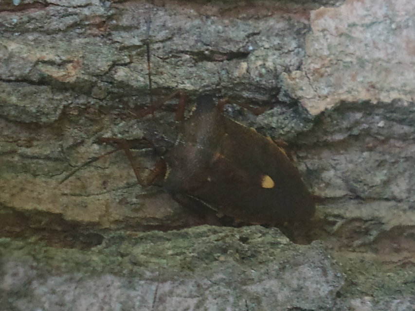 Pentatoma rufipes - vöröslábú címerespoloska Pentatoma rufipes - vöröslábú címerespoloska