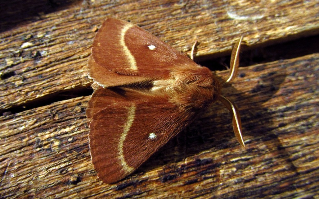 Lasiocampa trifolii - lóhereszövő