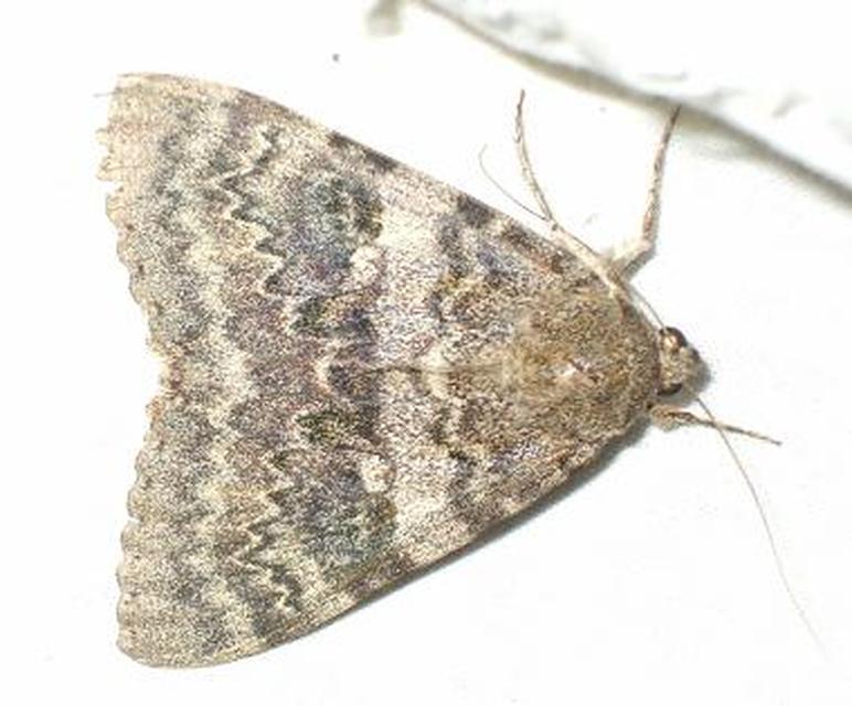 Catocala elocata - közönséges övesbagoly