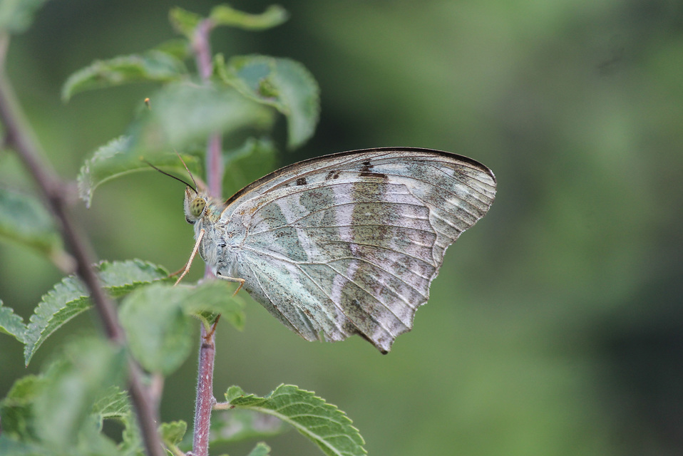 Argynnis paphia - nagy gyöngyházlepke