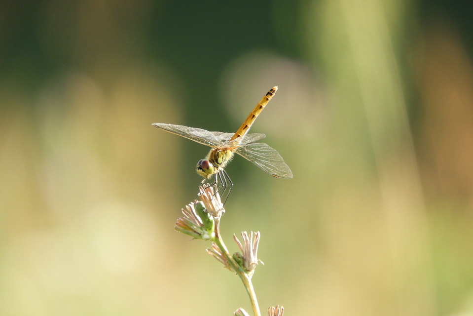 Sympetrum depressiusculum - ékfoltos katona-szitakötő