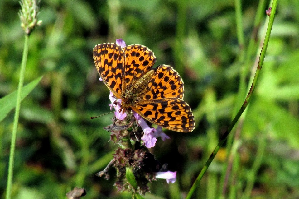 Boloria dia - kis gyöngyházlepke