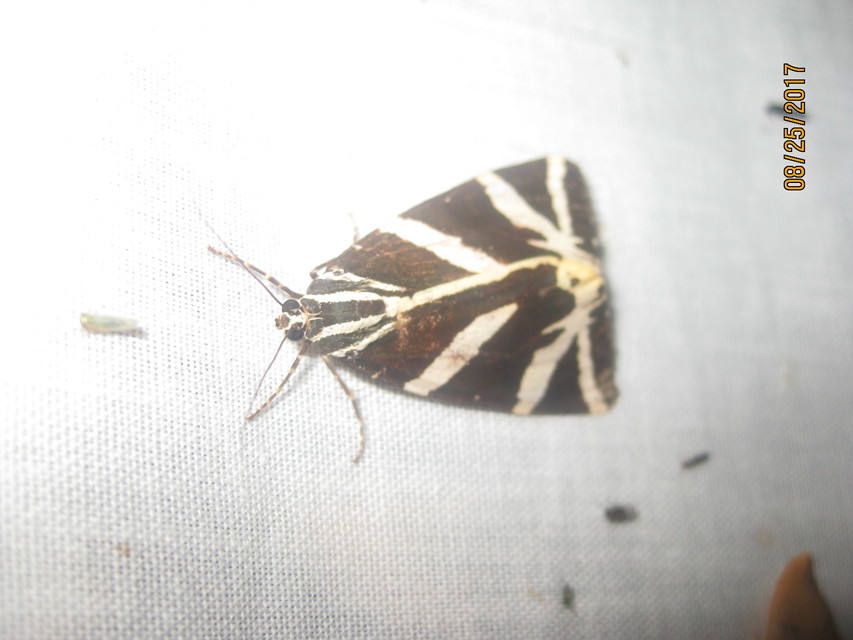 Euplagia quadripunctaria - csíkos medvelepke
