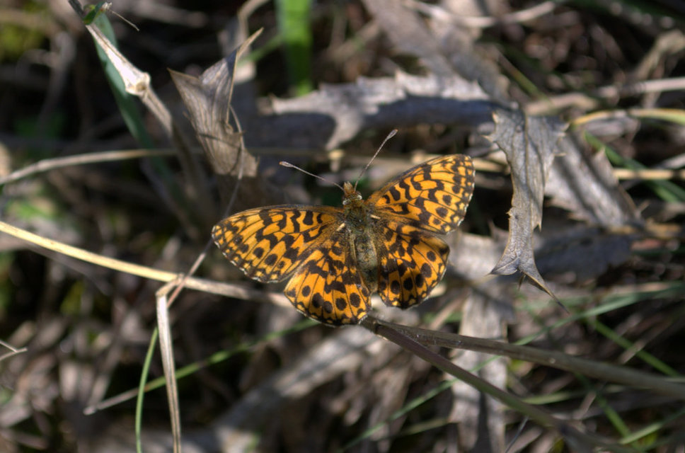 Boloria dia - kis gyöngyházlepke
