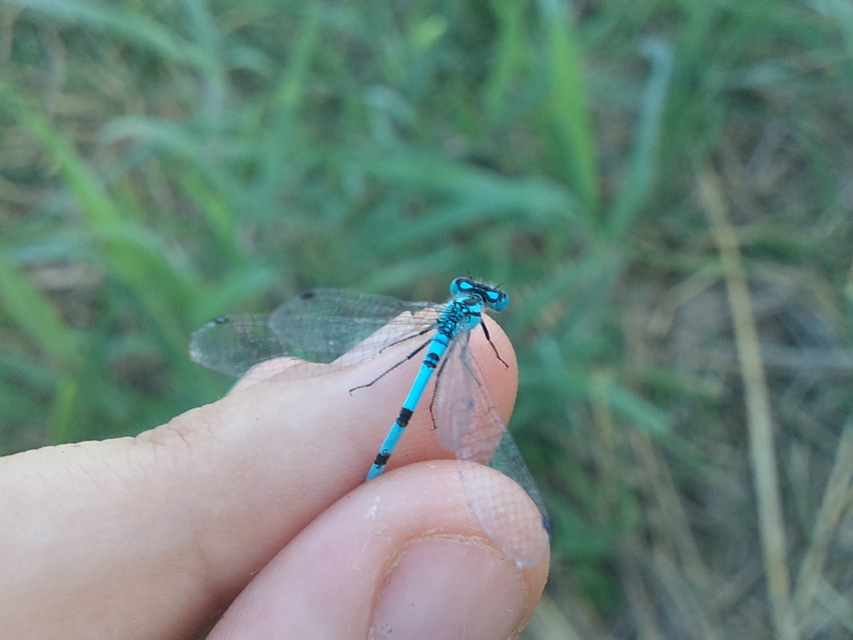 Enallagma cyathigerum - kéksávos légivadász