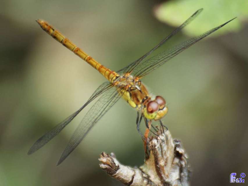 Sympetrum striolatum - harántsávos katona-szitakötő