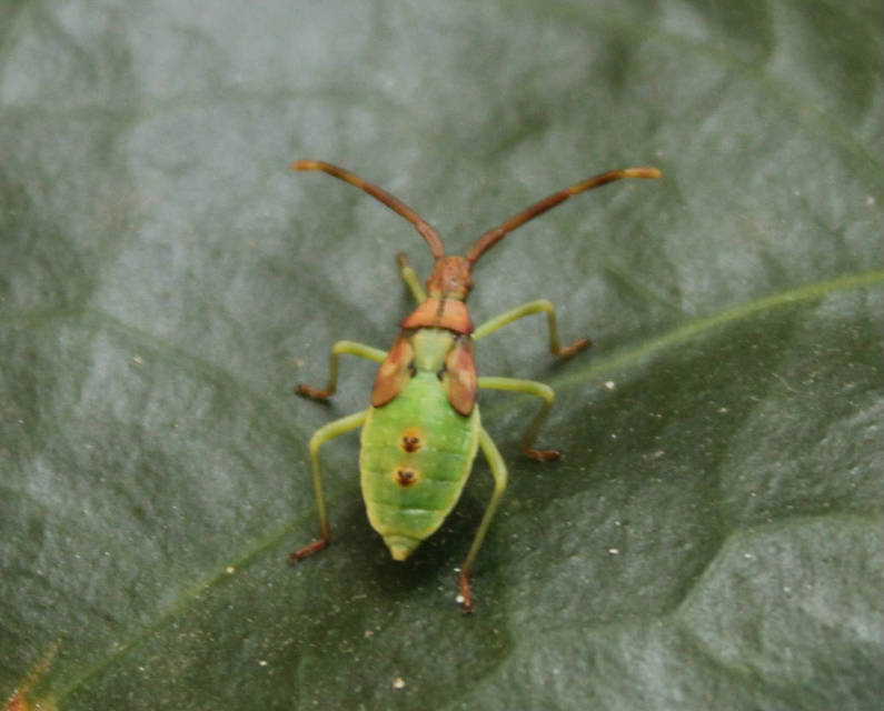 Gonocerus juniperi - boróka-karimáspoloska