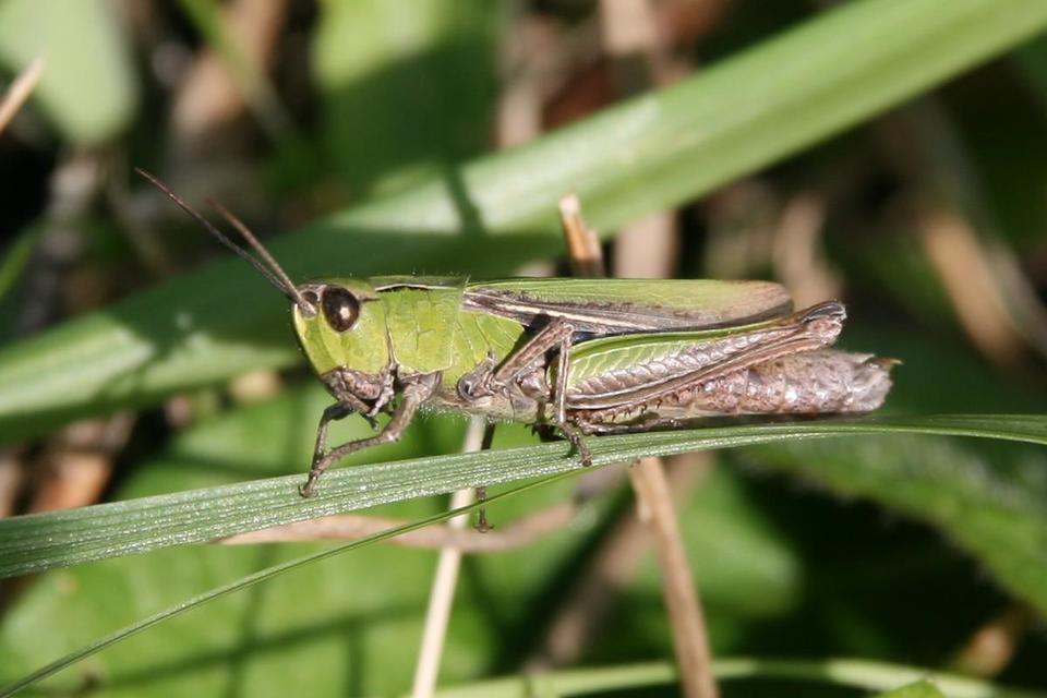 Stenobothrus lineatus - jajgató rétisáska