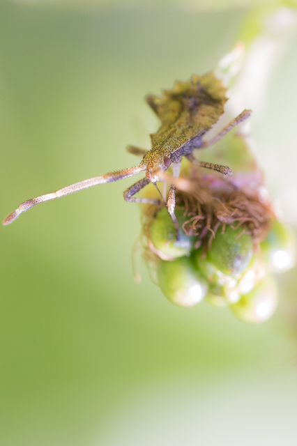 Coreus marginatus - közönséges karimáspoloska