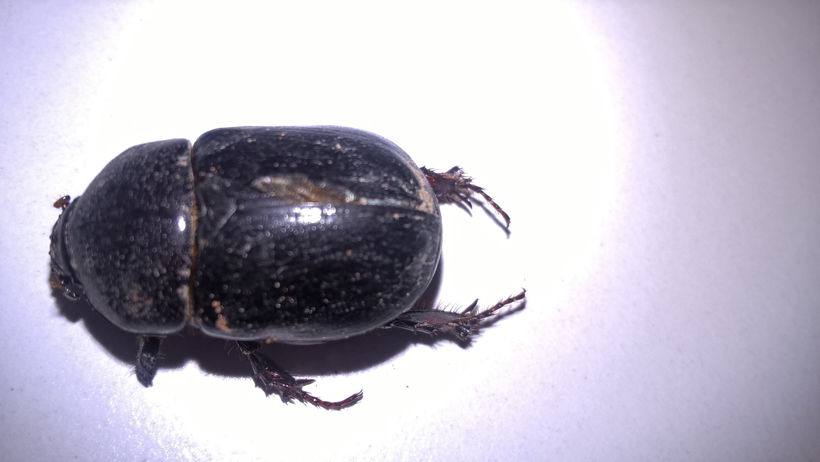 Pentodon algerinus dispar