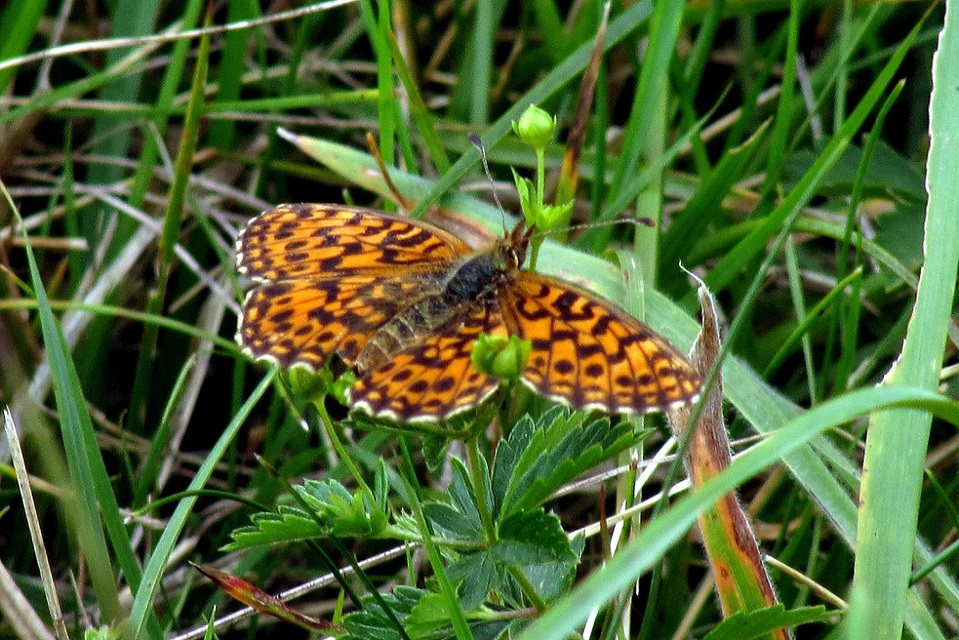 Boloria dia - kis gyöngyházlepke