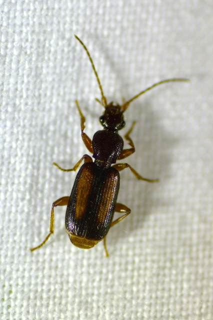 Polistichus connexus - barna sutafutó