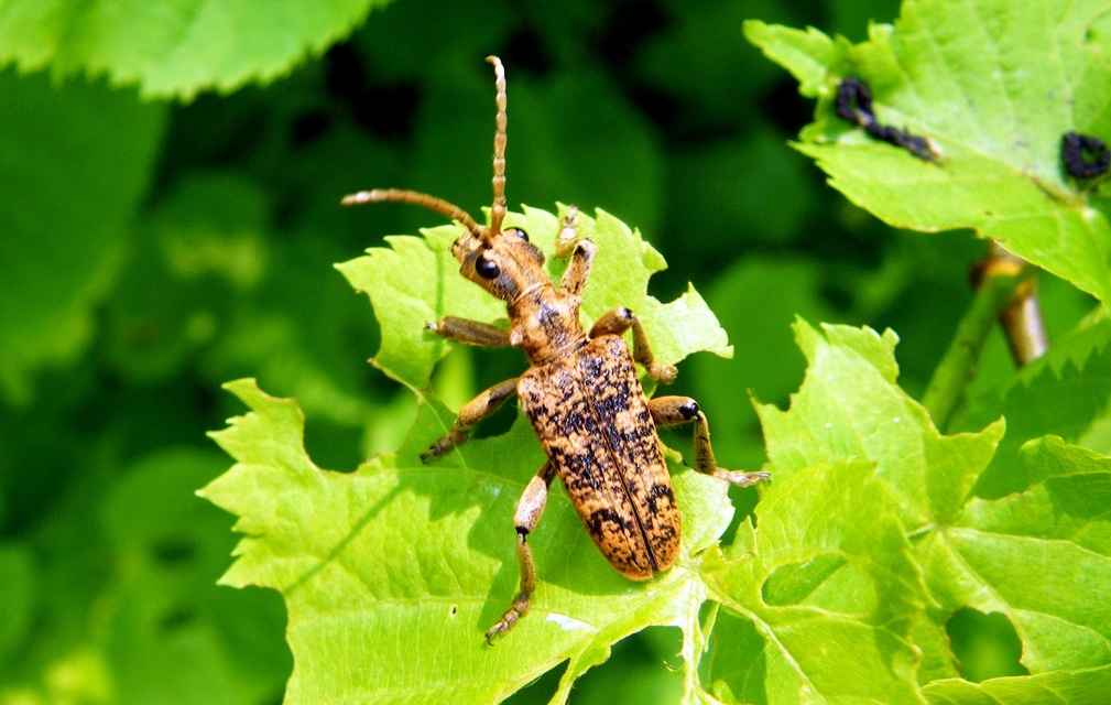 Rhagium sycophanta - tölgyes-tövisescincér