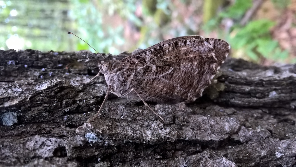 Hipparchia semele - barna szemeslepke