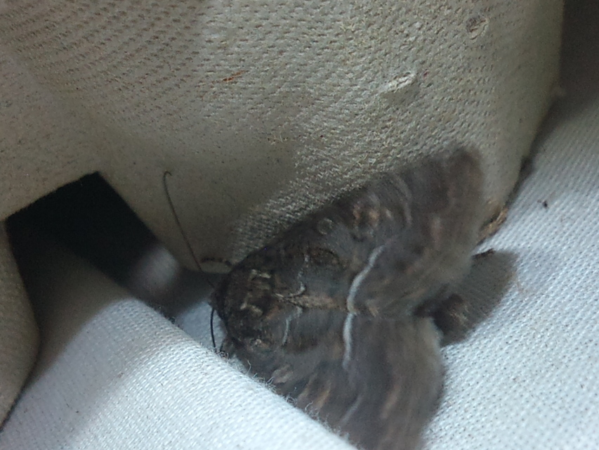 Thalpophila matura - fakó erdeibagoly