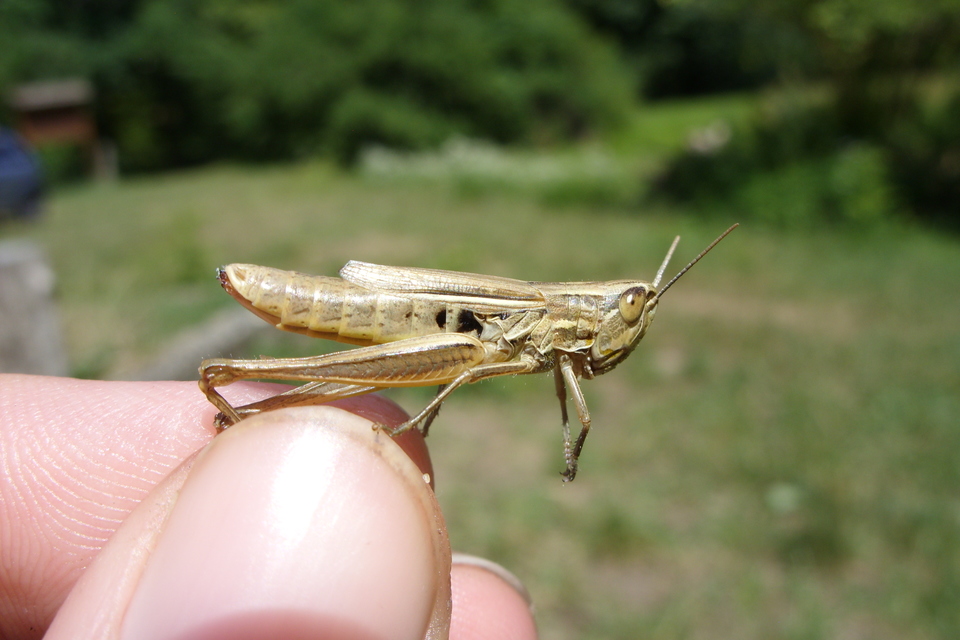 Euchorthippus declivus - rövidszárnyú rétisáska